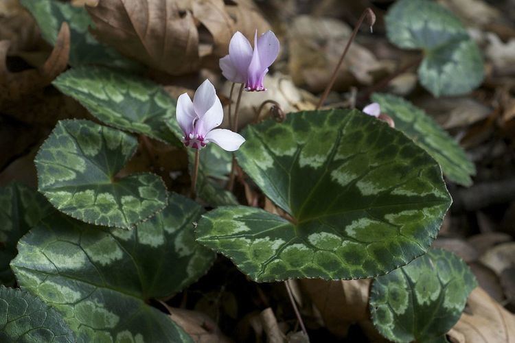 Cyclamen africanum Cyclamen africanum Wikipedia