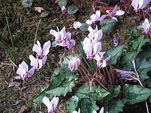Cyclamen hederifolium httpsuploadwikimediaorgwikipediacommonsthu