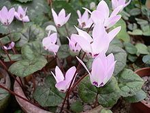 Cyclamen libanoticum httpsuploadwikimediaorgwikipediacommonsthu