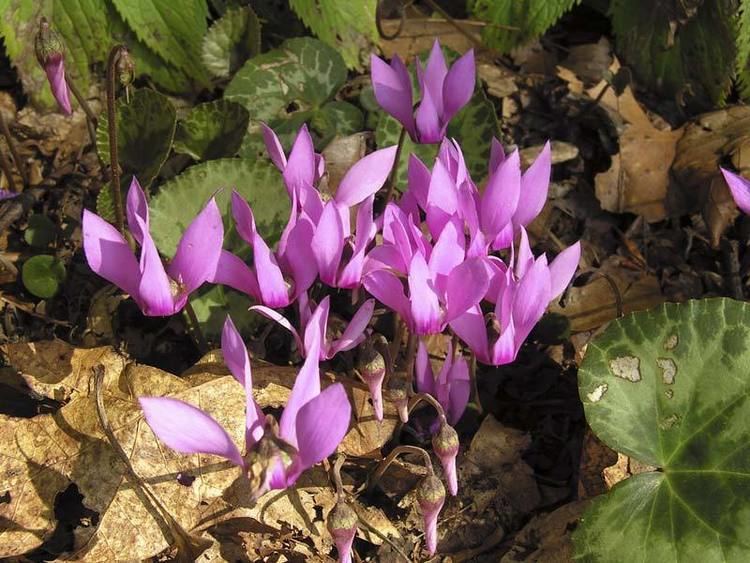 Cyclamen purpurascens Cyclamen purpurascens 0012 Cyclamen purpurascens 0012