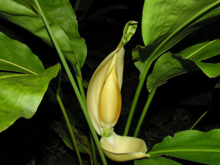 Cyclanthus Cyclanthus bipartitus Images Useful Tropical Plants