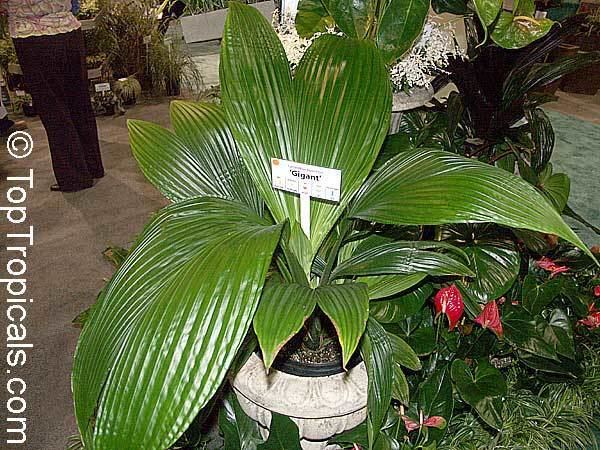 Cyclanthus Cyclanthus bipartitus Cyclanthus TopTropicalscom