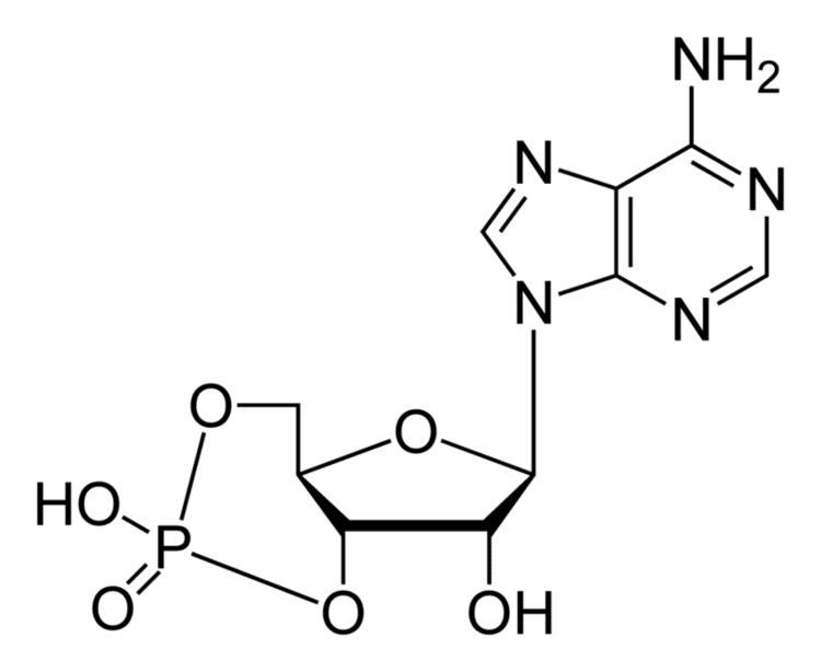 Cyclic adenosine monophosphate Cyclic adenosine monophosphate