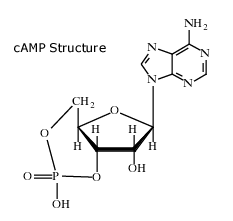 Cyclic adenosine monophosphate wwwbioxyscomiasssaydesignimage48diagram1gif