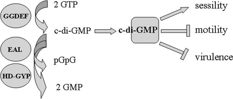 Cyclic di-GMP Cyclic DiGMP cDiGMP Goes in1593to Host CellscDiGMP Signaling