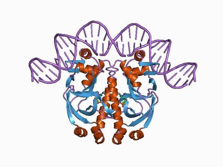 Cyclic nucleotide-binding domain