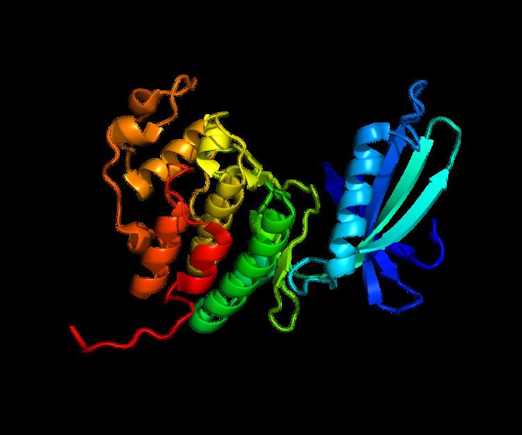 Cyclin-dependent kinase 4