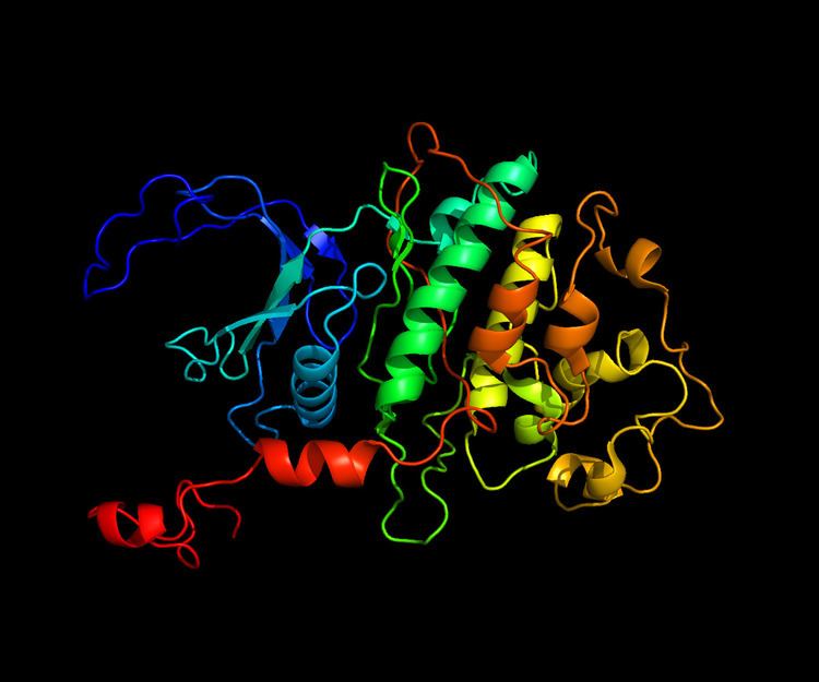 Cyclin-dependent kinase 9