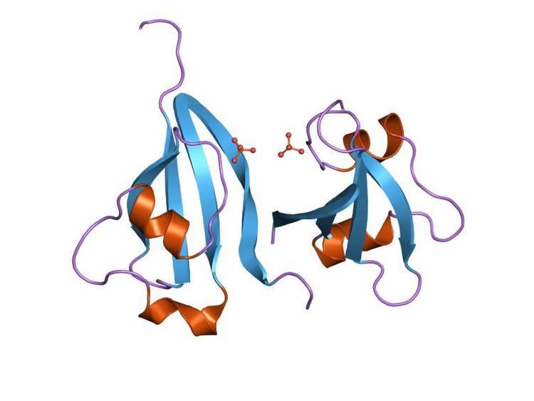 Cyclin-dependent kinase regulatory subunit family