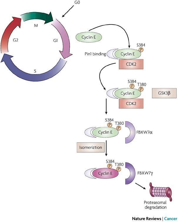 Cyclin E Figure 3 PIN1 the cell cycle and cancer Nature Reviews Cancer