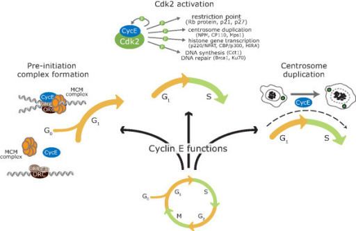 Cyclin E Cyclin E has multiple functions in cell cycle progressi Openi