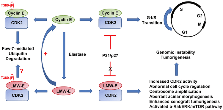 Cyclin E PLOS Genetics Too Much Cleavage of Cyclin E Promotes Breast