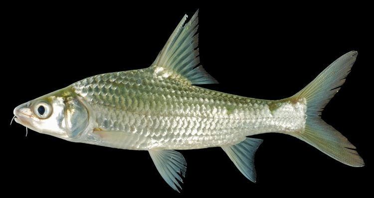 Cyclocheilichthys enoplos ffishasiaphotossp102Cyclocheilichthysenoplos