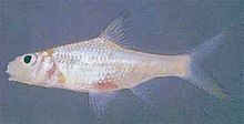 Cyclocheilichthys heteronema httpsuploadwikimediaorgwikipediaththumb6