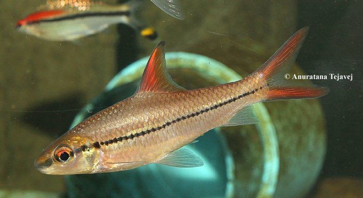 Cyclocheilichthys janthochir Species Profiles Seriously Fish