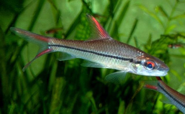Cyclocheilichthys janthochir Cyclocheilichthys janthochir Systomus janthochir Seriously Fish