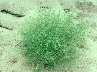 Cycloloma Cycloloma atriplicifolium Winged Pigweed Discover Life