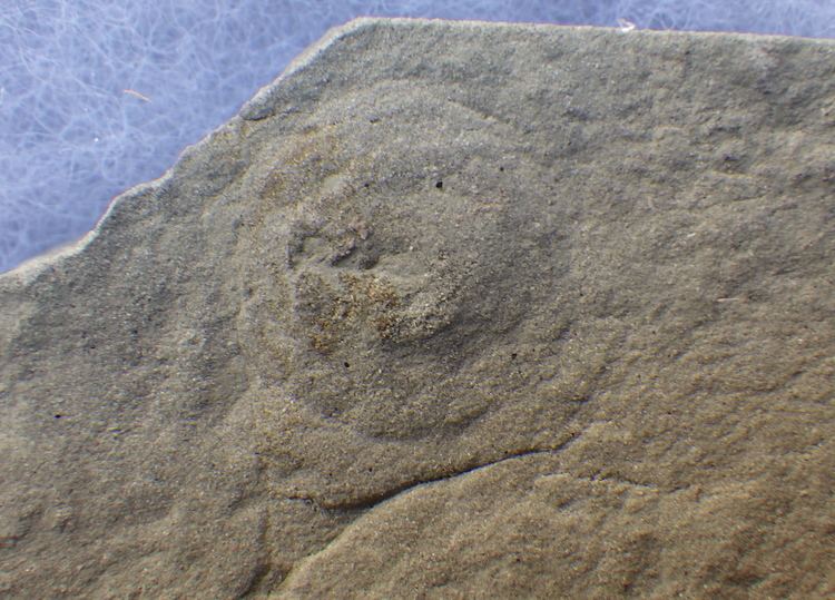 Cyclomedusa NEW Rare 600 Million Year Old Ediacaran Vendian Primitive JellyFish