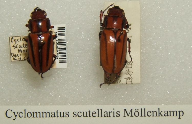 Cyclommatus scutellaris