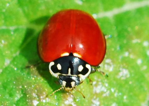 Cycloneda sanguinea Spotless Ladybird Beetle Cycloneda sanguinea