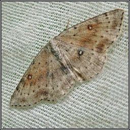 Cyclophora albipunctata Irish moths Birch Mocha Cyclophora albipunctata