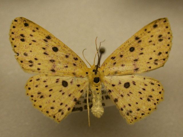 Cyclophora (moth)