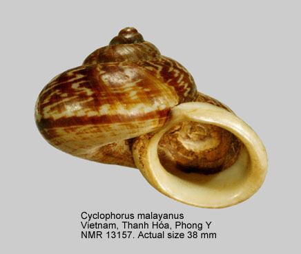 Cyclophoridae HomeNATURAL HISTORY MUSEUM ROTTERDAM Mollusca Gastropoda