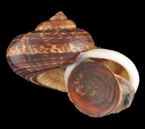 Cyclophorus (gastropod) wwwboldsystemsorgpicsw300TSBUF343743A2B132