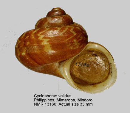 Cyclophorus (gastropod) HomeNATURAL HISTORY MUSEUM ROTTERDAM Mollusca Gastropoda