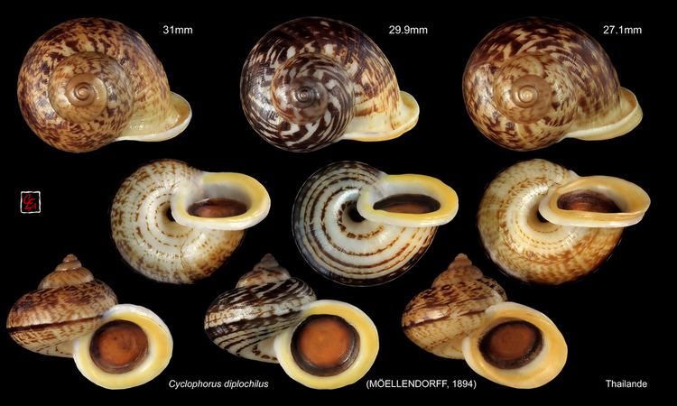 Cyclophorus (gastropod) The World39s most recently posted photos of cyclophoridae Flickr