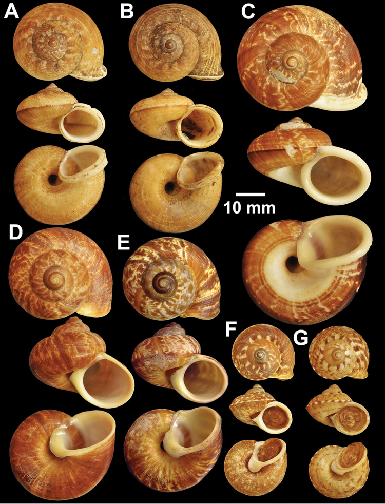 Cyclophorus (gastropod) An annotated catalogue of type specimens of the land snail genus