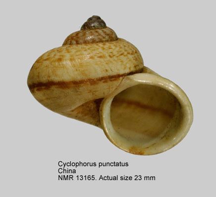 Cyclophorus (gastropod) HomeNATURAL HISTORY MUSEUM ROTTERDAM Mollusca Gastropoda