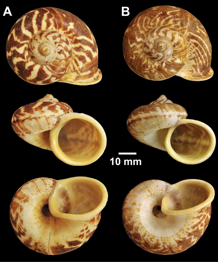 Cyclophorus (gastropod) An annotated catalogue of type specimens of the land snail genus