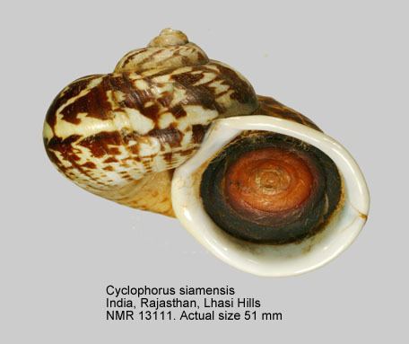 Cyclophorus (gastropod) HomeNATURAL HISTORY MUSEUM ROTTERDAM Mollusca Gastropoda