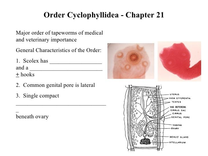 Cyclophyllidea httpsimageslidesharecdncomcyclophyllideantap