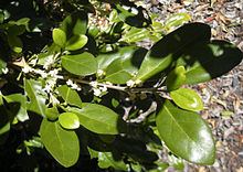 Cyclophyllum coprosmoides httpsuploadwikimediaorgwikipediacommonsthu