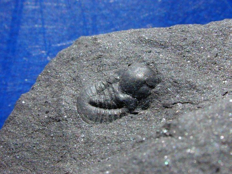 Cyclopyge (trilobite) wwwfossilmuseumnettrilobitesasaphidacyclopyge