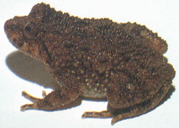 Cycloramphus Frogs of Boracia Online Audio Supplement Page 3