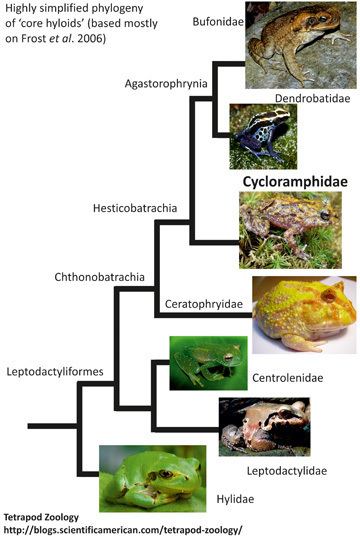 Cycloramphus Frogs you may not have heard of Brazilamp8217s Cycloramphus 39button