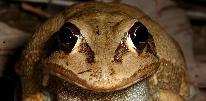 Cyclorana australis Giant Frog Western Australian Museum