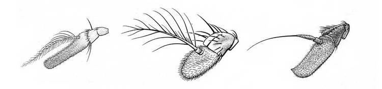 Cyclorrhapha Antennae shape Zurqui AllDiptera Biodiversity Inventory