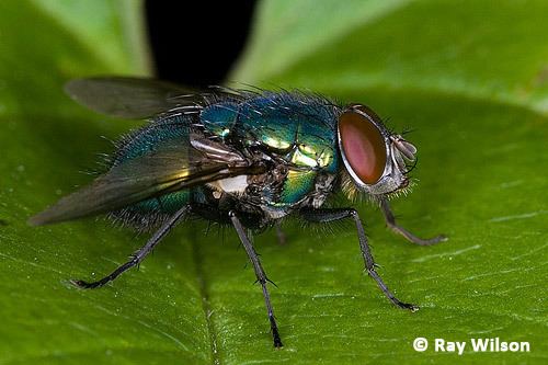 Cyclorrhapha Ray Wilson39s Bird amp Wildlife Photography Home Page amp Recent Updates