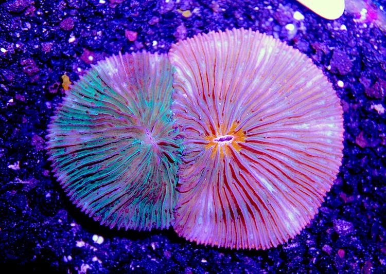Cycloseris Cycloseris disc corals can exhibit fullon Chimeras chimera