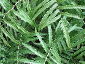 Cyclosorus Native Plants Hawaii Viewing Plant Cyclosorus interruptus