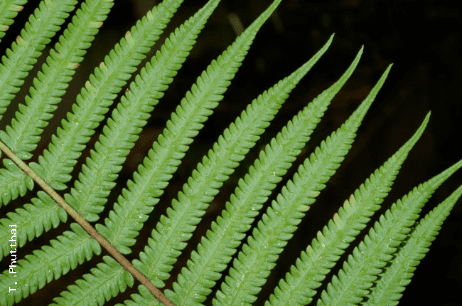 Cyclosorus Ferns of Thailand Laos and Cambodia gt Cyclosorus crinipes