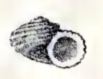 Cyclostrema carinatum