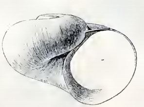 Cyclostrema pompholyx