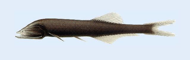 Cyclothone Fish Identification