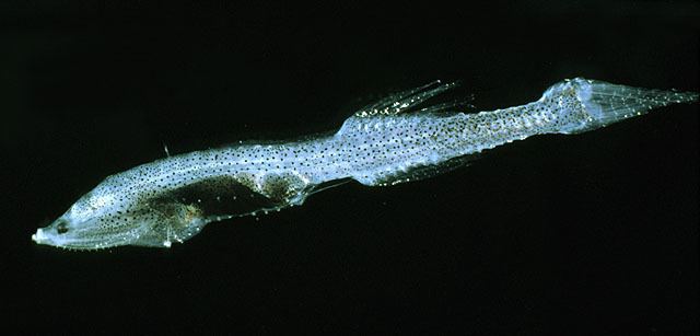Cyclothone Fish Identification