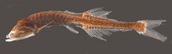 Cyclothone Breeding in the deep sea Adaptations to fish living in the deep sea